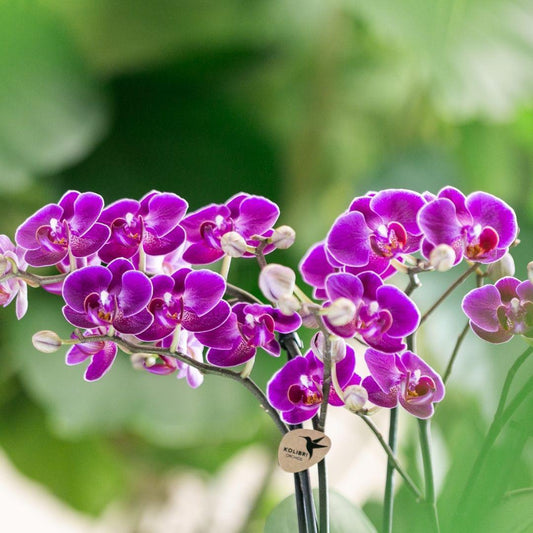 The Orchid: A Tropical Queen in European Homes